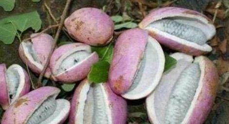 花菜|人到中年，适合吃的好食物，美容养颜，补血润肤，促进肌肤细腻