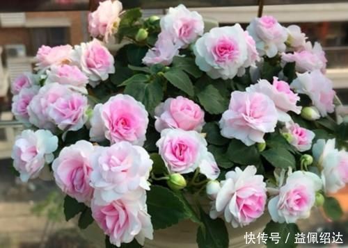 湿润|聪明人都养4种花,好养又漂亮,一开就是300多天!