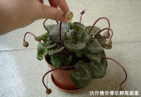 仙客来开败后,不要急着丢,2种方法,明年还能再次开花!