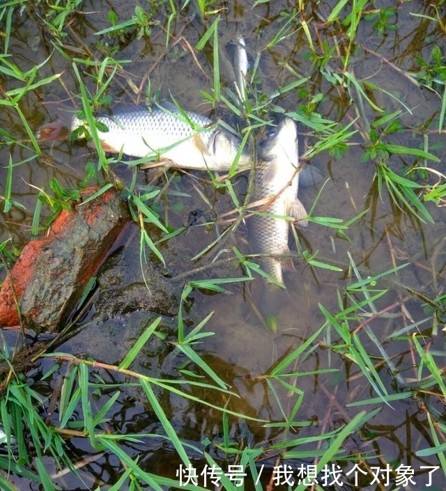 这里的鱼随便抓,河沟边都是,你见过吗