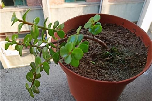 扦插一根枝，修修剪剪，一年长成“悬崖桩”，价值翻几倍