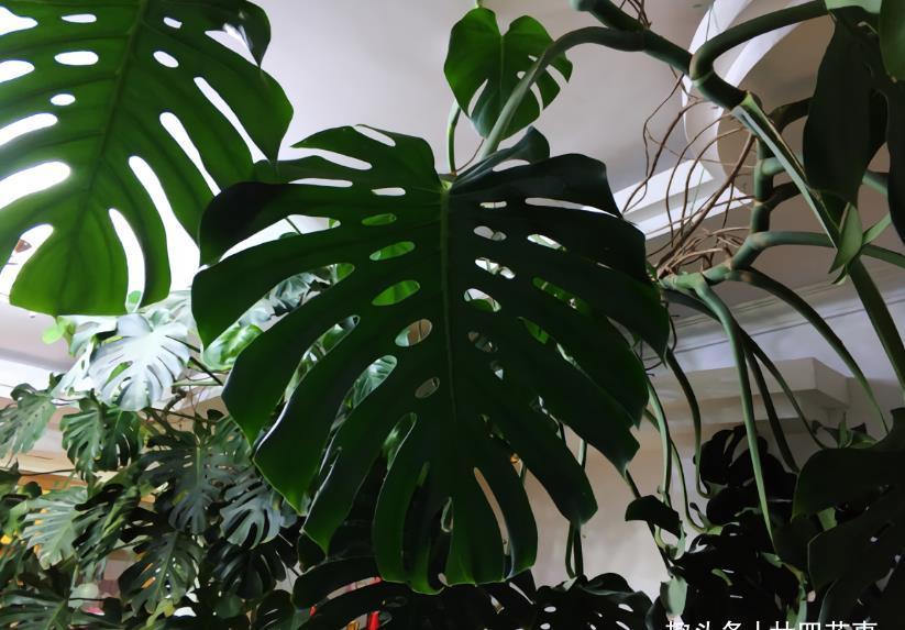 龟背竹用个“小窍门”,来点“大补肥”,叶子近半米,比蒲扇还大