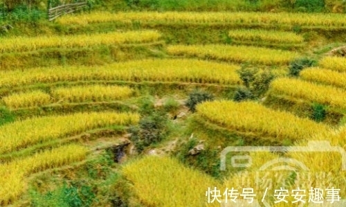 遂川|江西地貌以山地为主的县，有处梯田景观5000余亩，如今成4A级景区