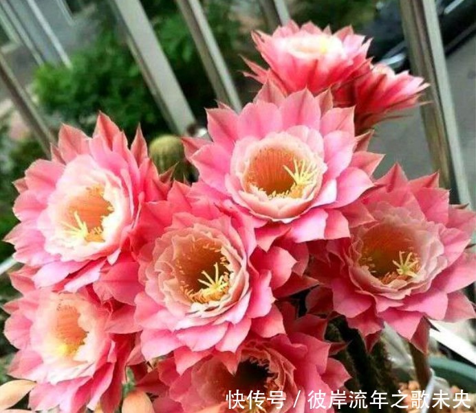 花开时节|“1种花”开花特漂亮,却从来不长叶子,漂亮又好养,一养就上瘾