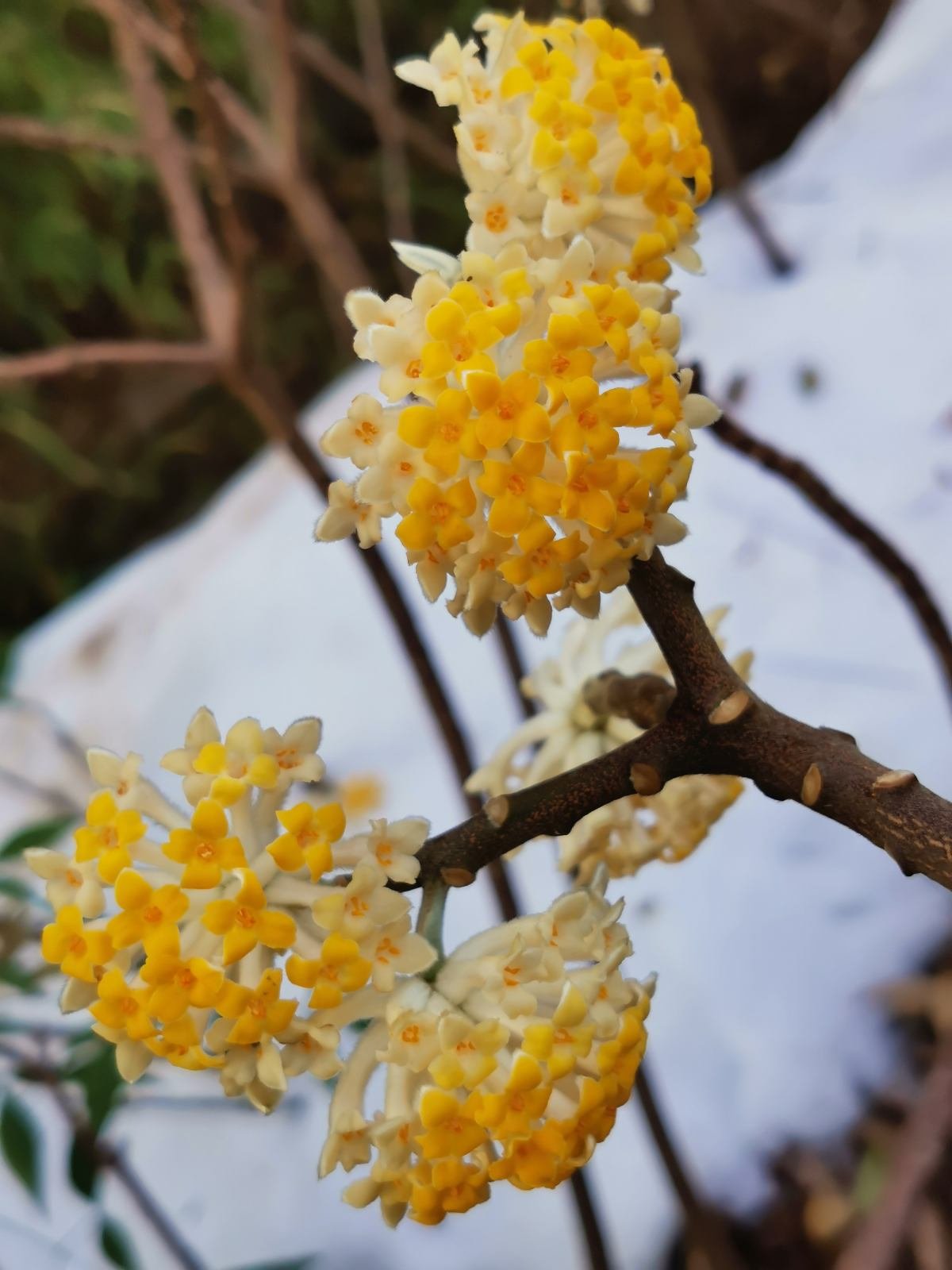 花花|家里种一株“黄金花”，开花金灿灿有好寓意，满屋子都是香味