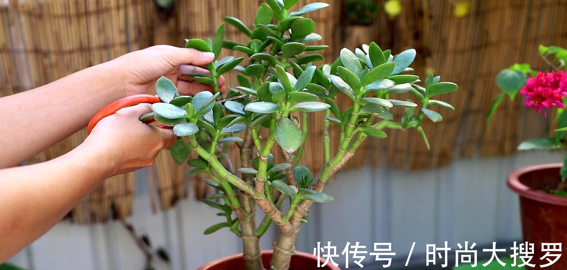 嫁接|养长寿花,用这法,1年就能成老桩,开满五色花,独特又吉祥