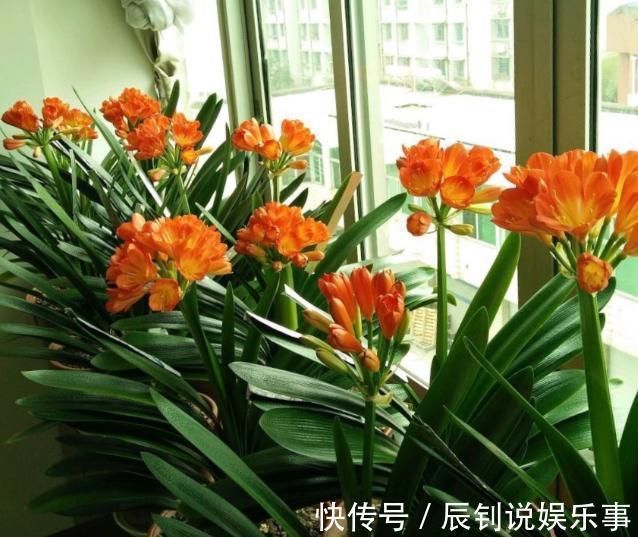 君子兰,阳台党深爱的盆栽年宵花!养护注意3细节,年年开花