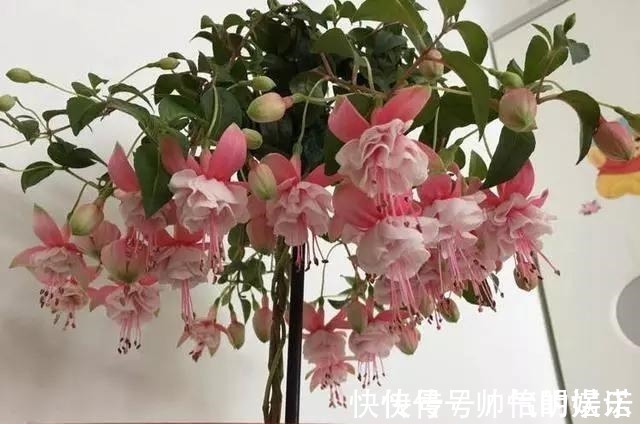 绿萝|比绿萝还漂亮的花，一个枝泡水里，10天长根，喜庆好看，一开99朵