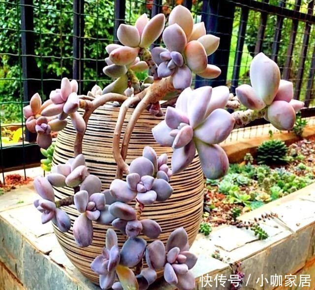 金枝玉叶|4种花，小苗“很便宜”，越养越“值钱”，聪明花友都喜欢