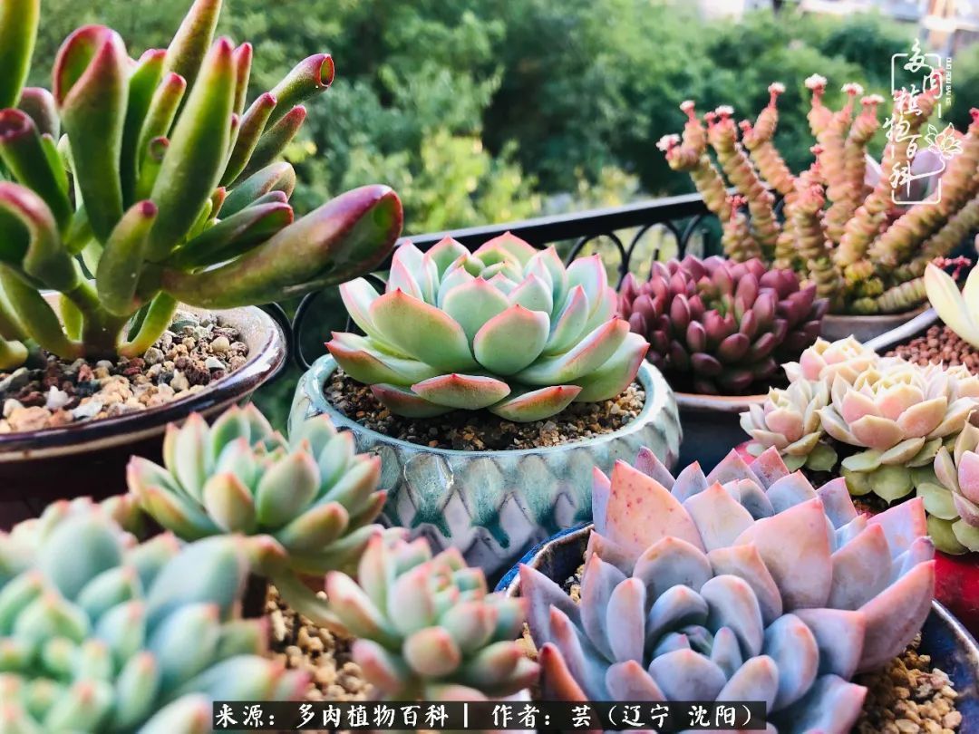 血罗|万物皆有灵性，一年四季有多肉陪伴真好！