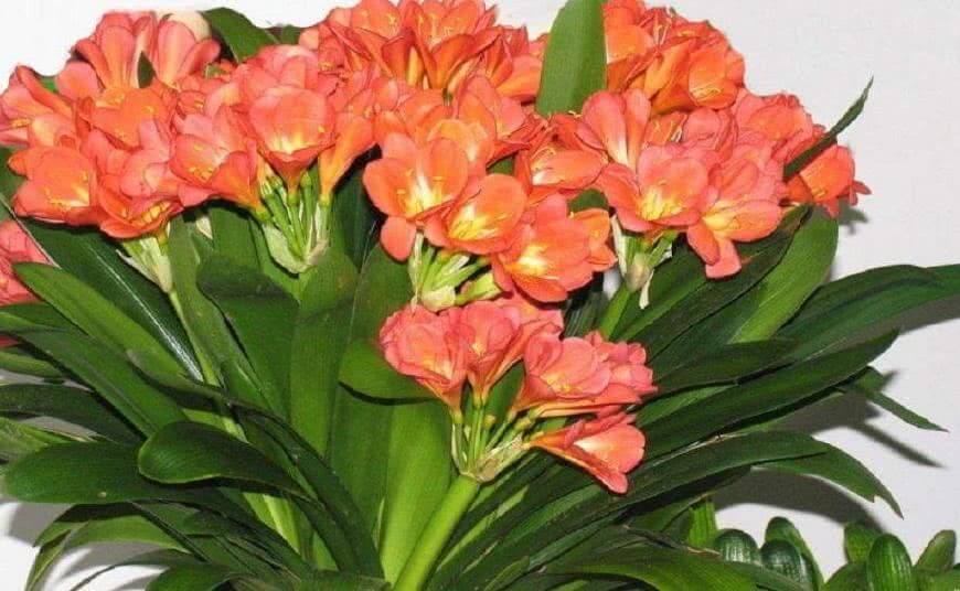 鸡蛋、果皮都不如这种“废渣”，盆里丢一点，君子兰开花三四朵！