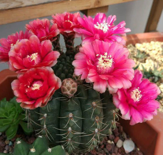 “4种花”谁见了都喜欢，好养又漂亮，花期超长，一开就是大半年