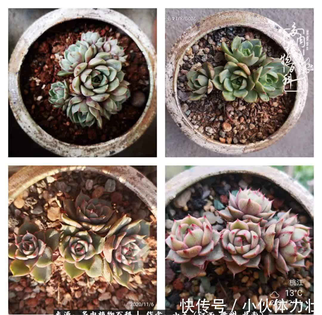 懵懵懂懂入肉坑,跌跌撞撞养多肉