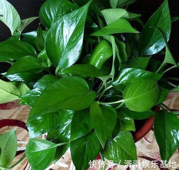 浇花|春天浇花用1种“水”，越浇盆土越松软，花卉根旺叶绿、不黄叶