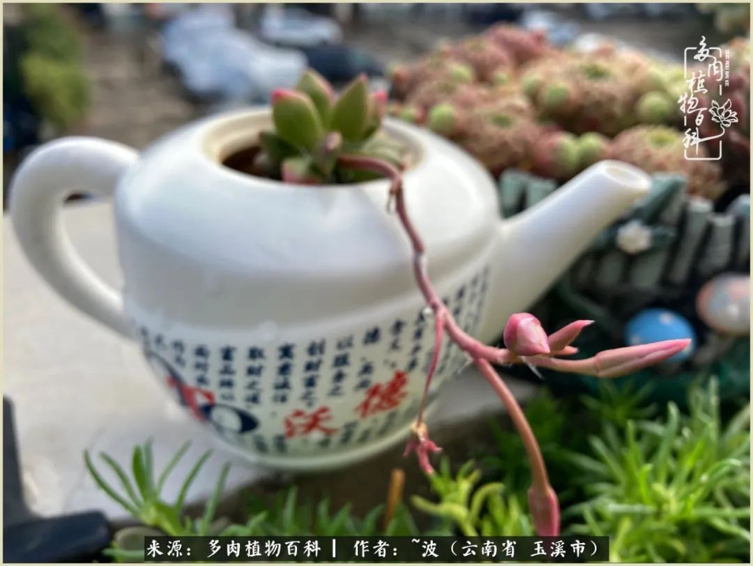 多肉|遇见即美,花事未荼蘼!种一桌子多肉,看花开花落!