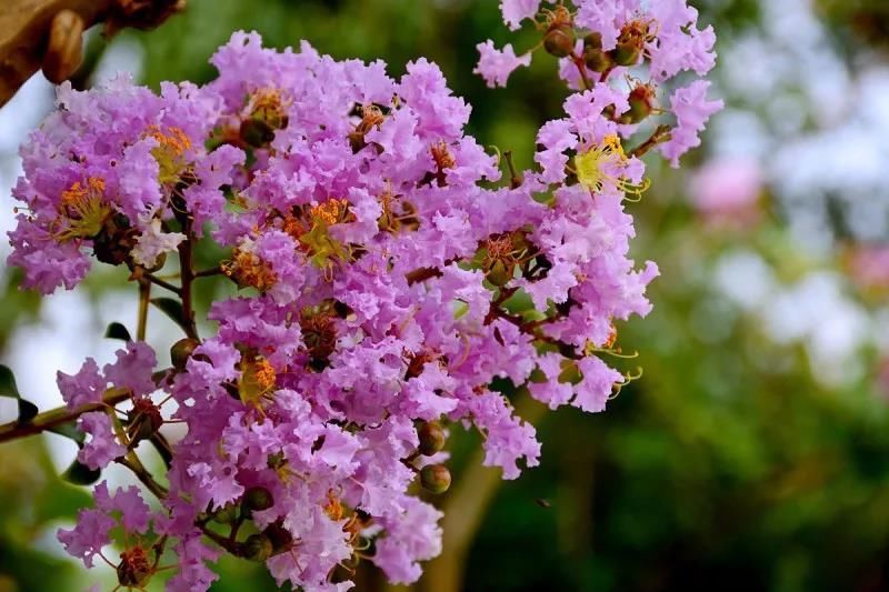 花花花花花~且看公园城市的“花月令”