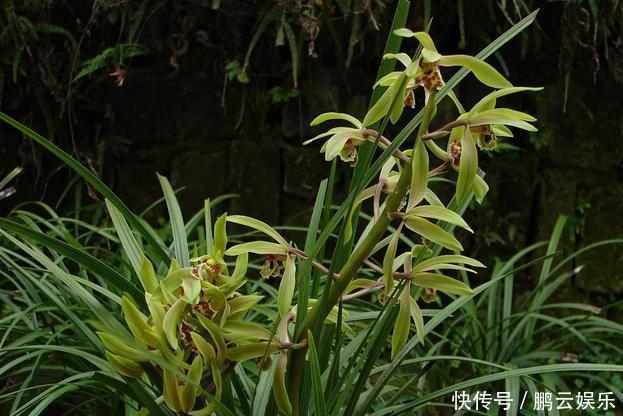 硫酸亚铁|兰花喜欢“三垃圾”,土里埋一点,不烂根猛窜芽,爆出一圈大花苞