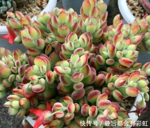 3种多肉植物,冬天冻一冻更漂亮,香味浓郁,养成小老桩!