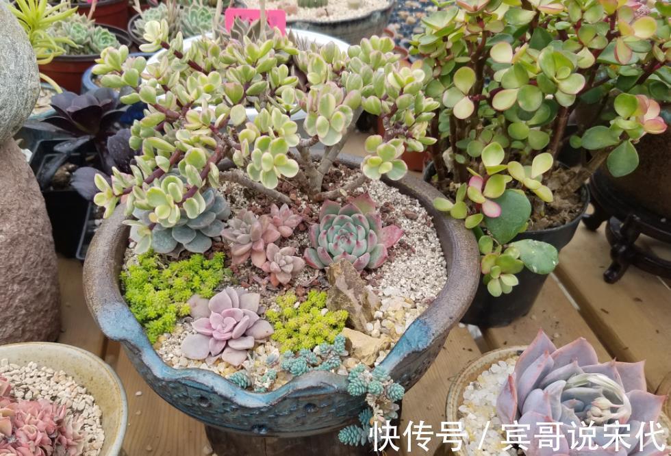 自来水|休眠中的多肉,遇上高温天,想“保命”就得落实此4点