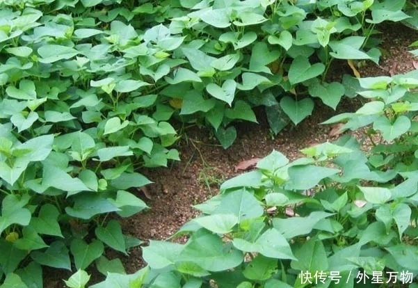 被称为“长寿之果”的红薯,你知道它的功效吗?