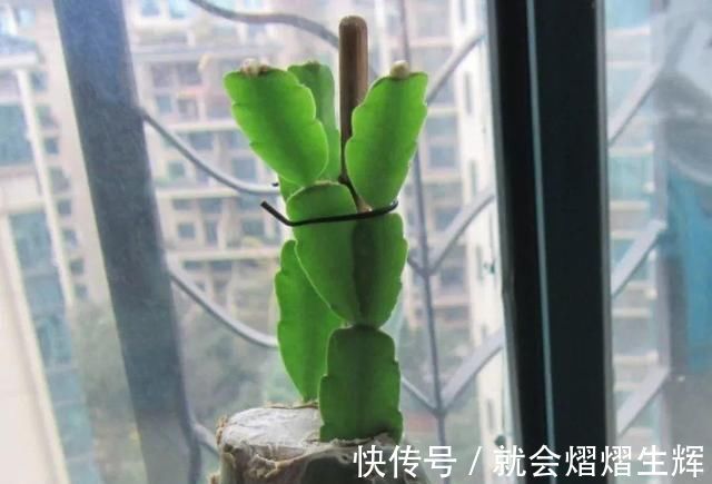 叶仙|蟹爪兰插萝卜上,也能嫁接?这波操作还是头一回见