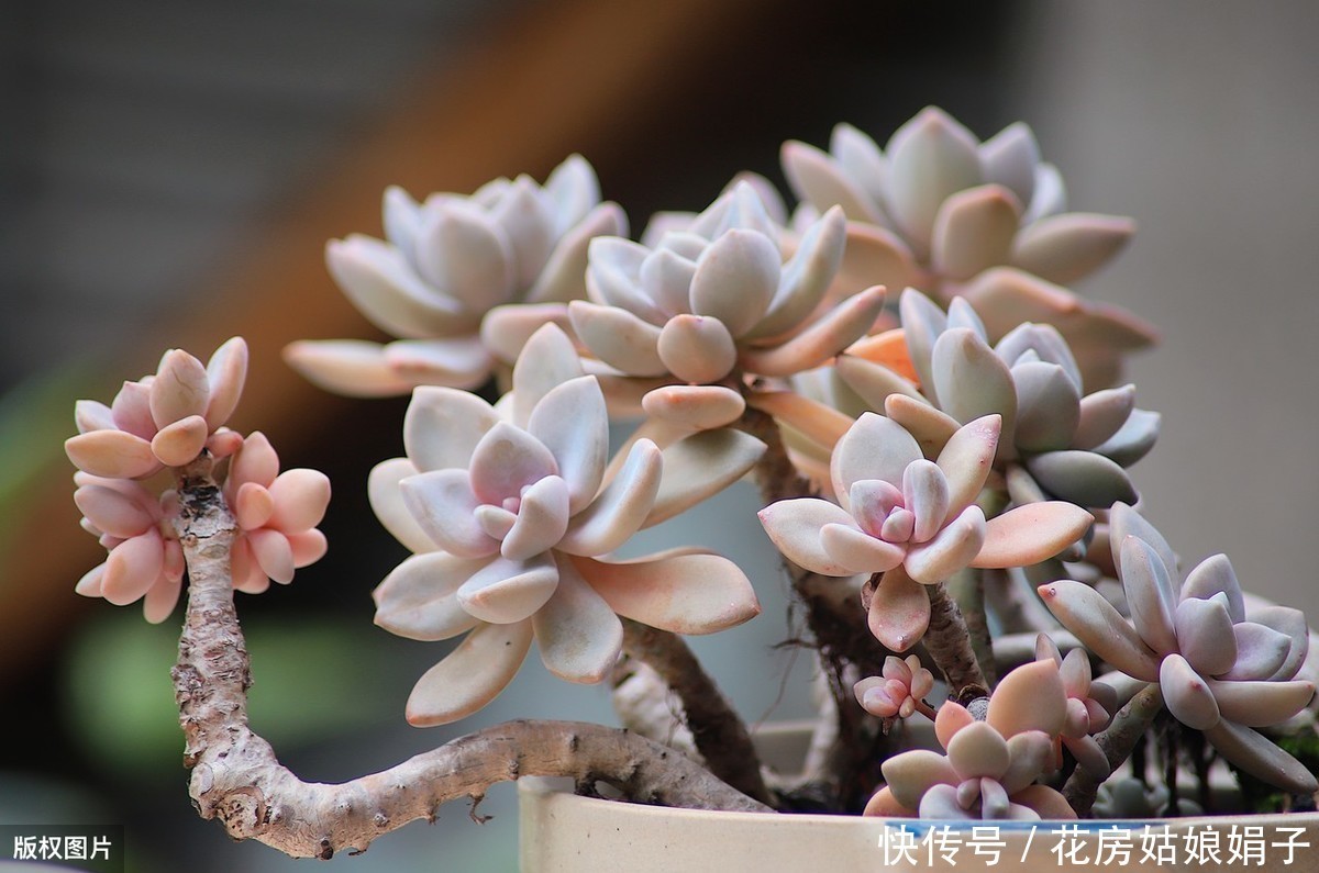 病虫害|多肉多晒晒太阳，生长健壮，预防徒长不生病，养出一盆漂亮的多肉