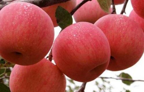 苹果|一天一个苹果医生远离我，但医生提醒3种人吃了对身体没好处