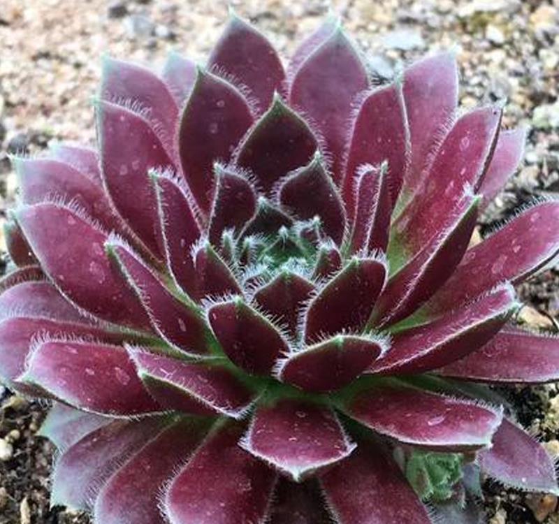 植物|长生草多肉品种真够多的,状态样式都各不相同,一起来认识一下吧