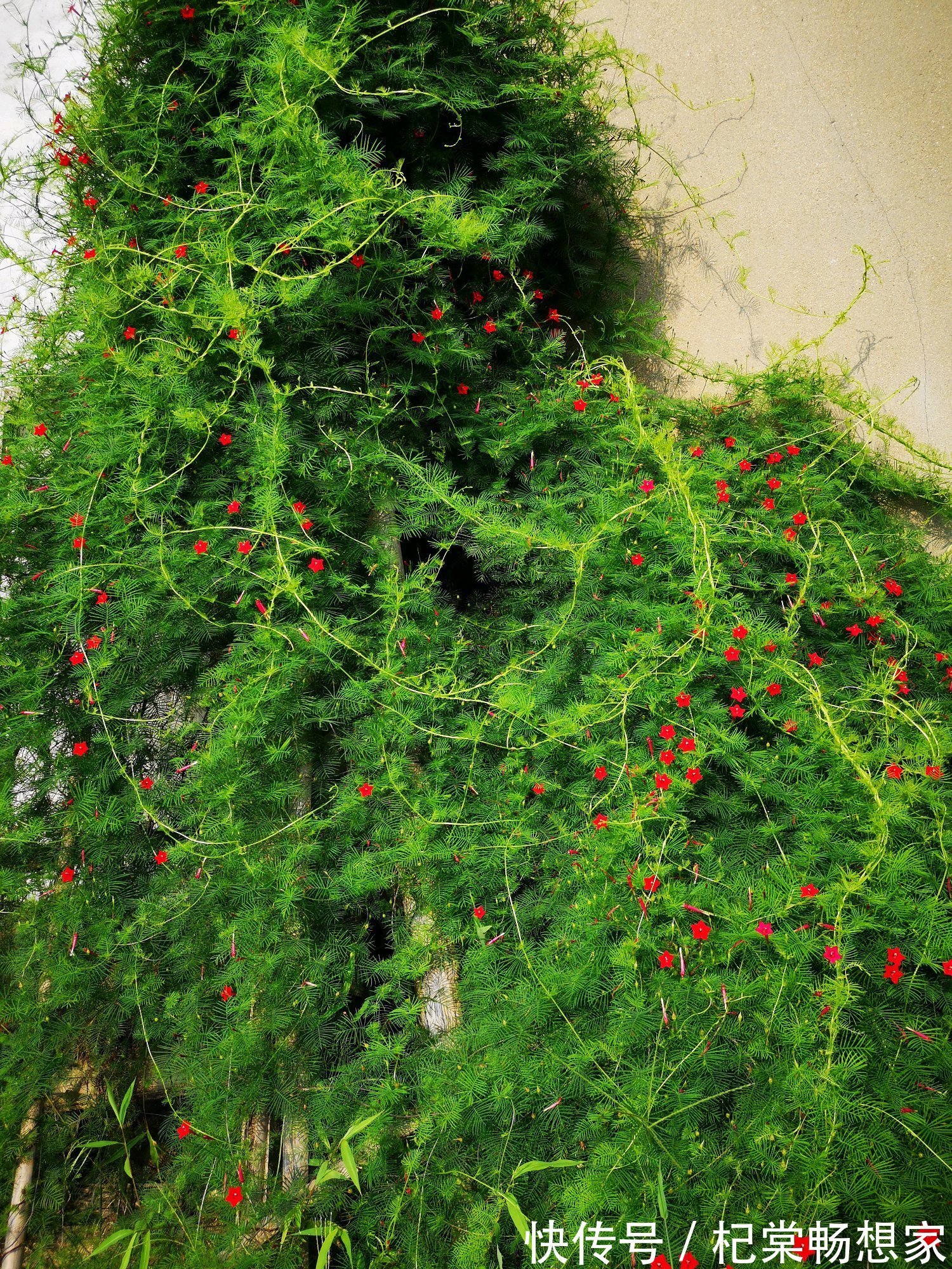 从来不管就能泛滥成灾的一年生植物，随便养就能爬满墙，开花还美