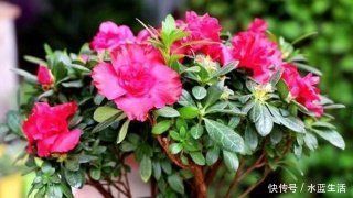 养花|老花农养花,浇水加点它,土壤疏松又肥沃,养啥都疯长