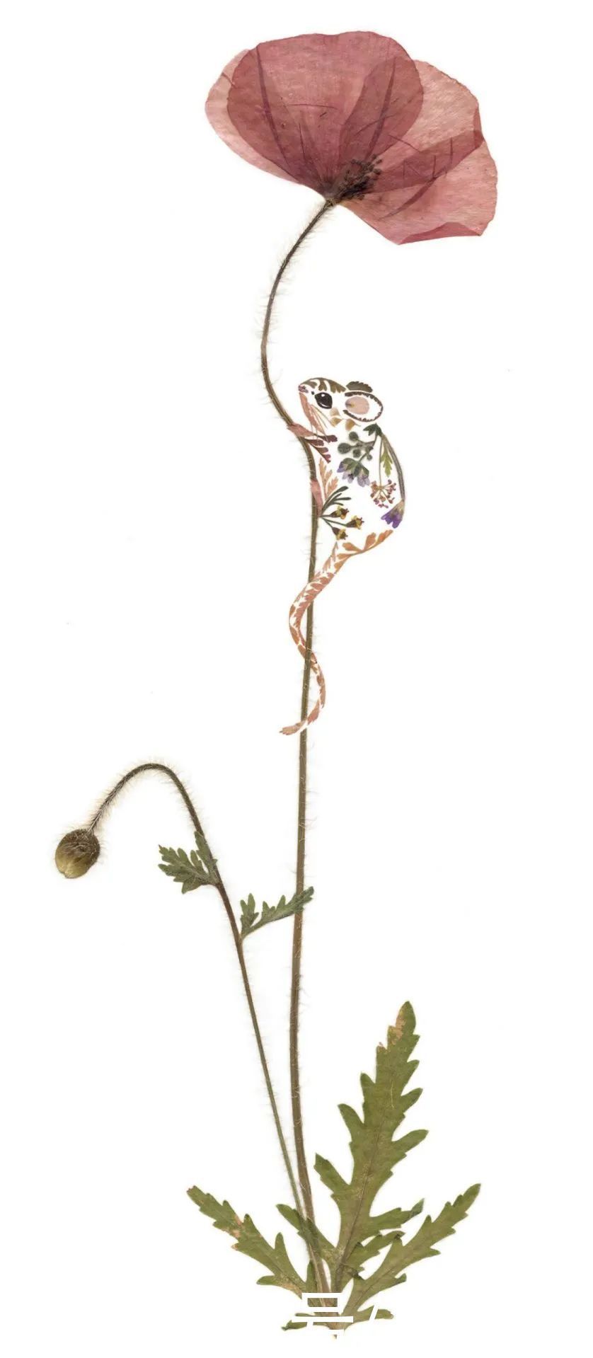 艺术作品&她画画的材料是花瓣,工具是把刀,直接用刀刻出画