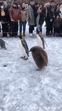 |搞笑GIF:妹子身材这么好,还坚持去健身,我也要坚持去