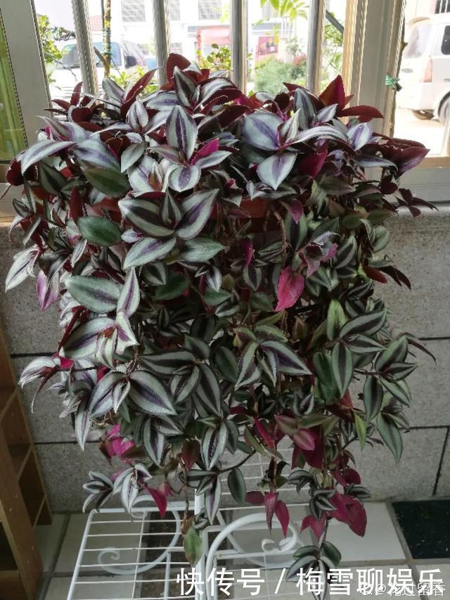 瀑布|6种花,一定要吊起来养,开花像瀑布,看着真过瘾!