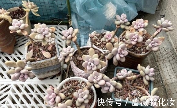 养多肉,配土很重要?只要会养,配土只是一种方式,无关紧要