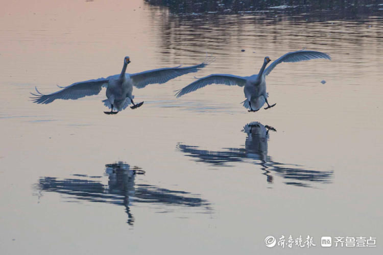 日出、湖畔、天鹅…初冬的威海荣成天鹅湖，美的不像话|情报站| 天鹅湖