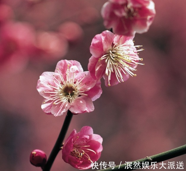 梅花|此花称为中国十大名花之首，生命力极强，具有坚忍不拔的象征