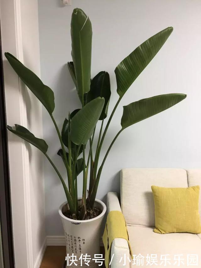 客厅养花,聪明人就选这6种,时尚大气,旺人旺宅!