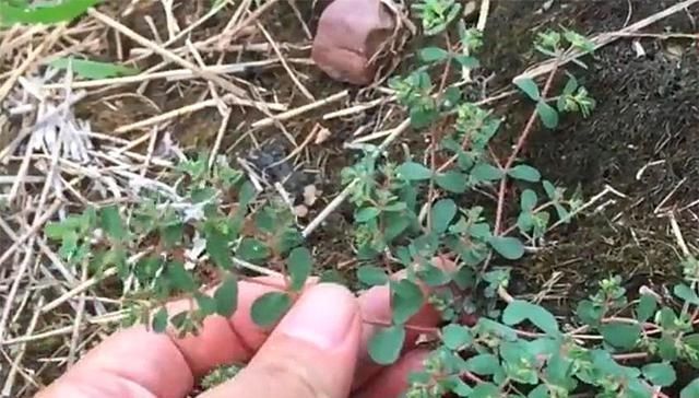 血见愁|农村有1“血见愁”,最爱住墙角,遇上可别小瞧,是珍贵中草药