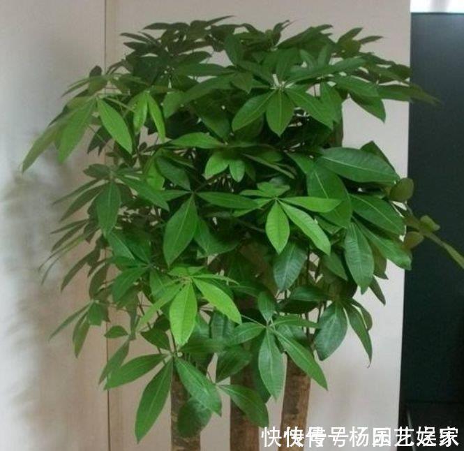 最适合新手养的花,花期长易打理,花色鲜艳,适合种在庭院观赏