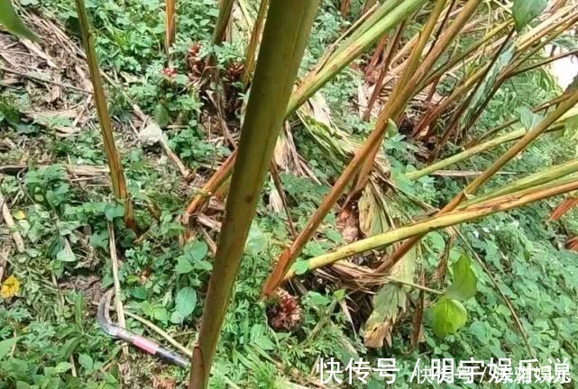 农村一种常见植物,是厨房常见的一种香料,食用价值高