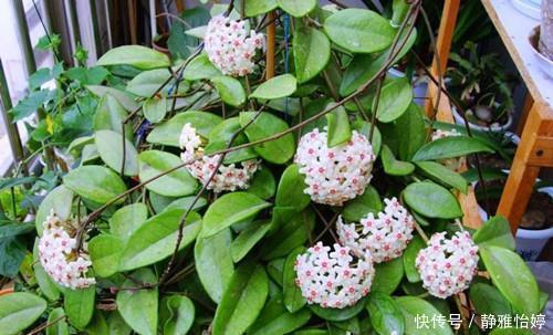 1种懒人花,丢水里就能活,爬满阳台开成花墙,值得拥有