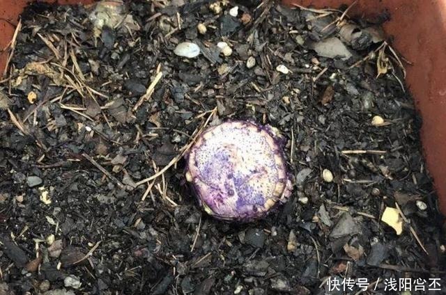 30年的君子兰,长出粗壮大老桩,砍还是不砍!