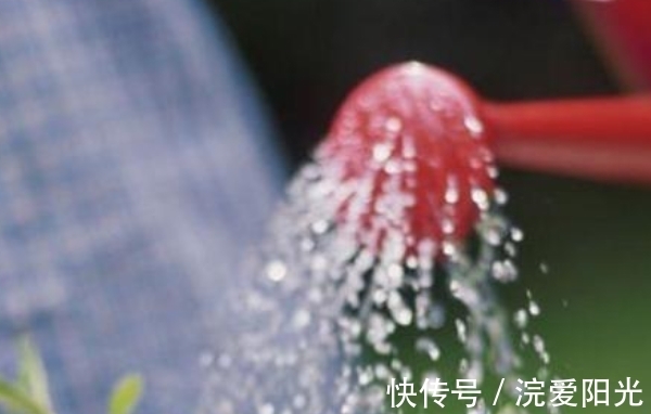 都说“一个绿萝七个鬼”,是真的吗?你家的绿萝放对地方了吗?