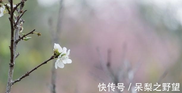 生肖牛|往后1天，喜鹊报喜，隔山隔海，惺惺相伴，情难弃，实现财富自由