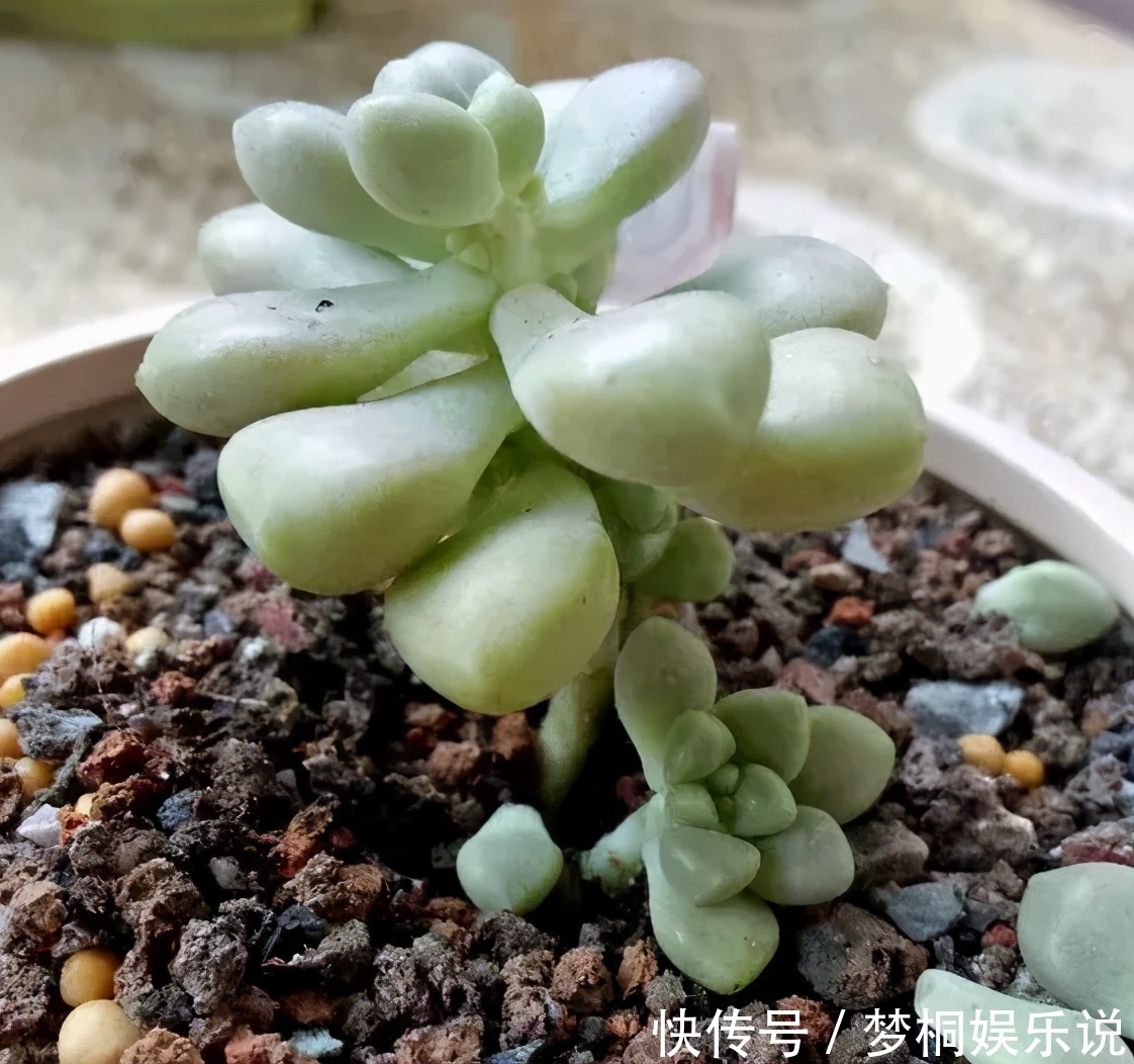 多肉|看到多肉叶子发蔫发软,经验丰富的老花匠一般不会急着浇水