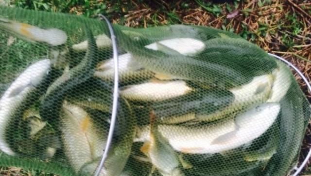 试过|别被渔具店老板给坑了,这草鱼饵就比买的好,试过的人没一个不服
