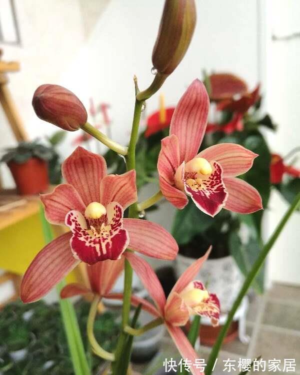 金钟花|从8月28日开始,家养此款花卉,个个开成大花球,花开芳香四溢