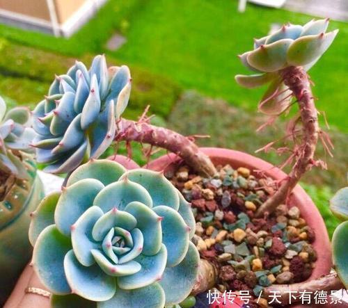 植株|多肉长出白色须根，应该如何解决？一起来看看老花农怎么做