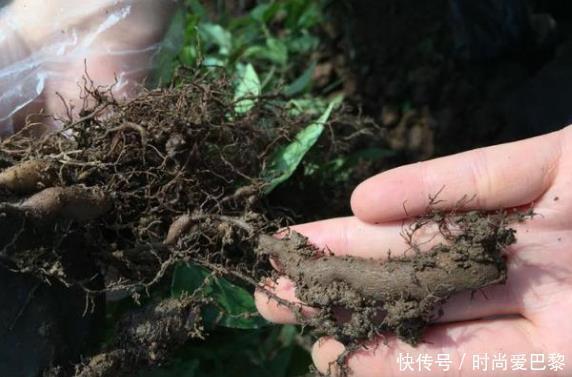 城里人|此野草被称为“抗癌野草”,在农村没人要,城里人却吃不到!
