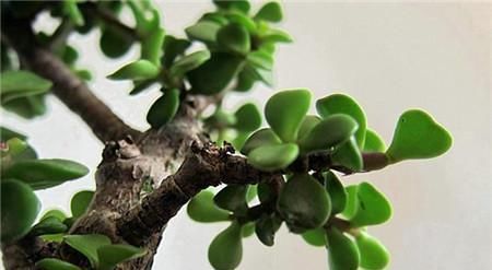 植株|家养2种“树”，过几年就能增值，平日养护也简单！